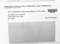 Image of Erythrogloeum hymenaeae